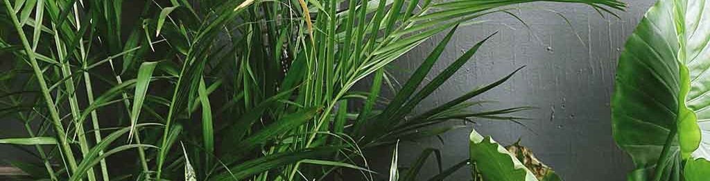 palmetræ - palme gødning